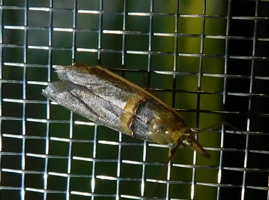 Etiella zinckenella - akácmoly