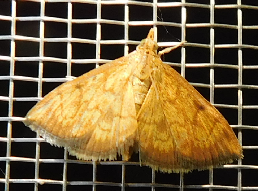 Ecpyrrhorrhoe rubiginalis - rozsdavörös tűzmoly