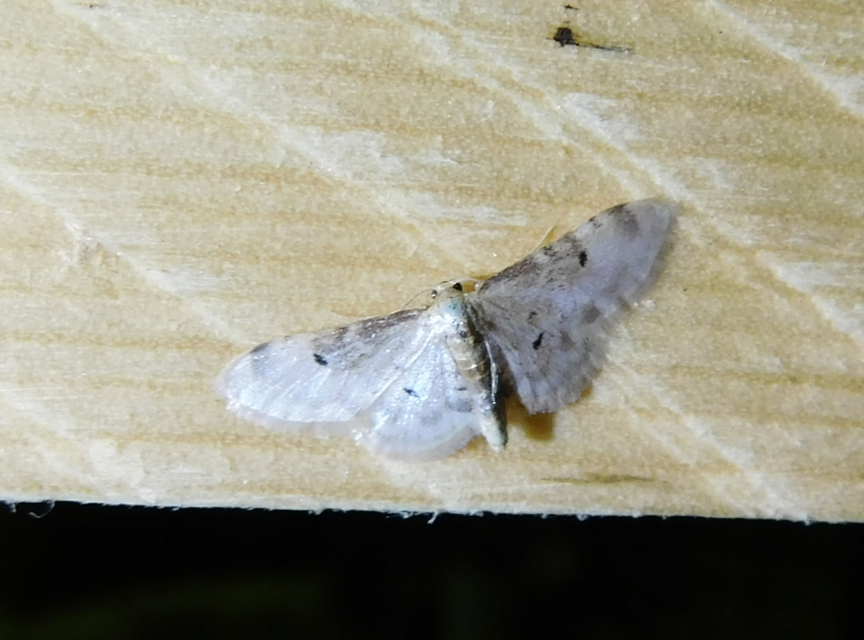 sötéttövű apróaraszoló - Idaea filicata