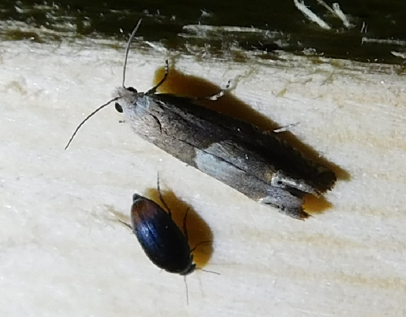 Eucosma