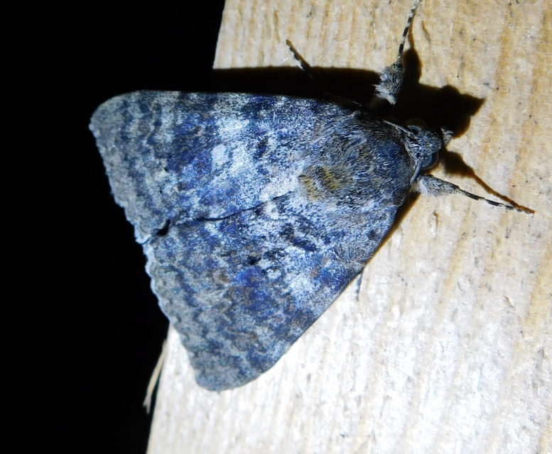 Catocala elocata - közönséges övesbagoly