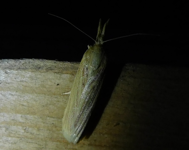 Ematheudes punctella - kúposfejű karcsúmoly