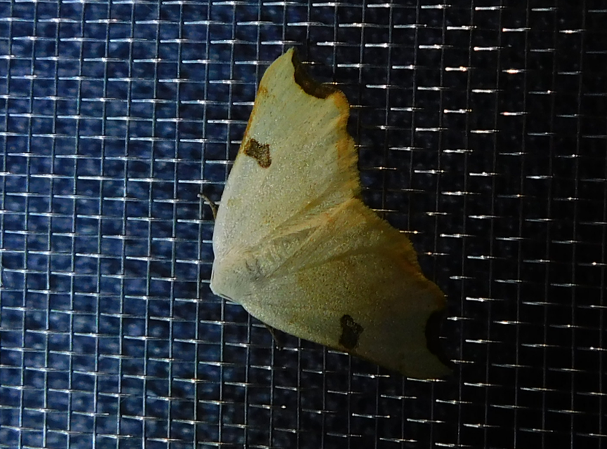 Eilicrinia cordiaria - fehér fűzfaaraszoló