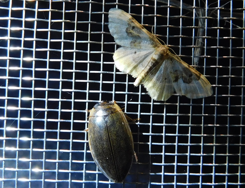 Rhantus