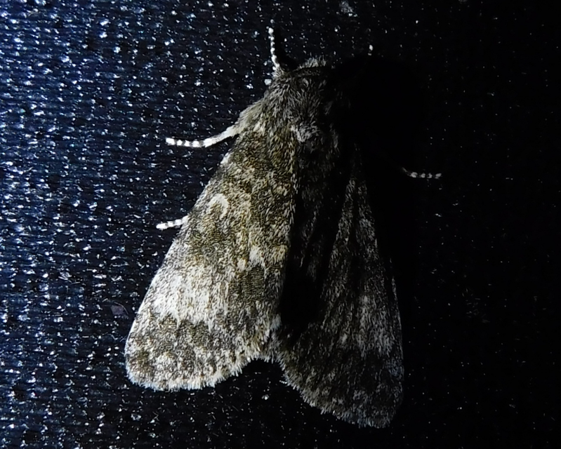 Acronicta megacephala - nagyfejű szigonyosbagoly