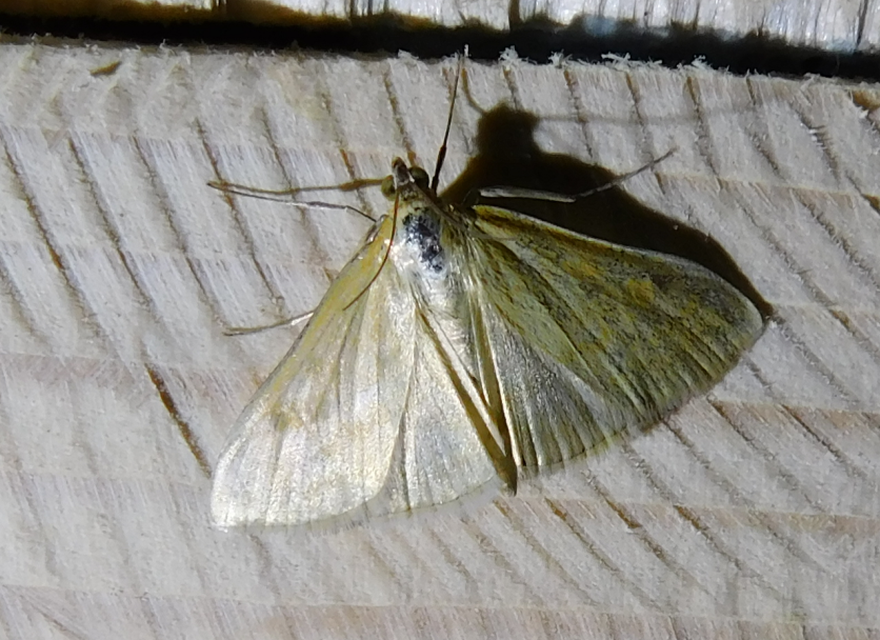 Sitochroa verticalis - világossárga dudvamoly