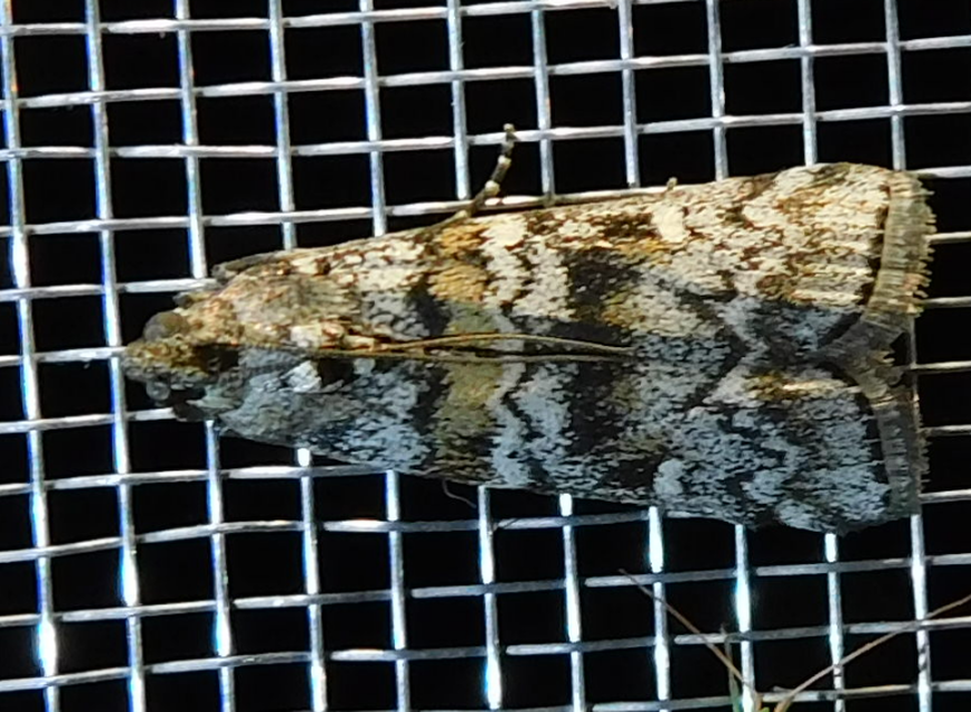 Dioryctria