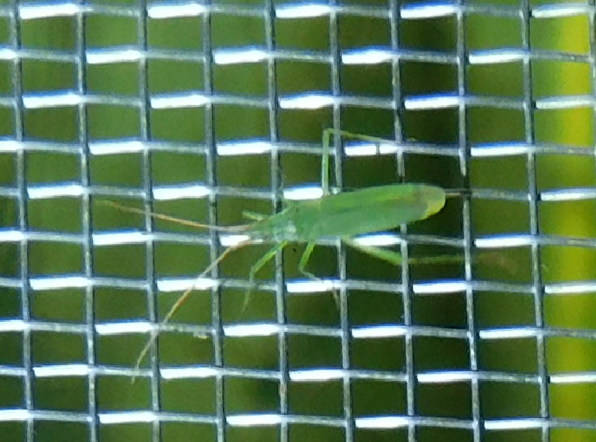 Trigonotylus