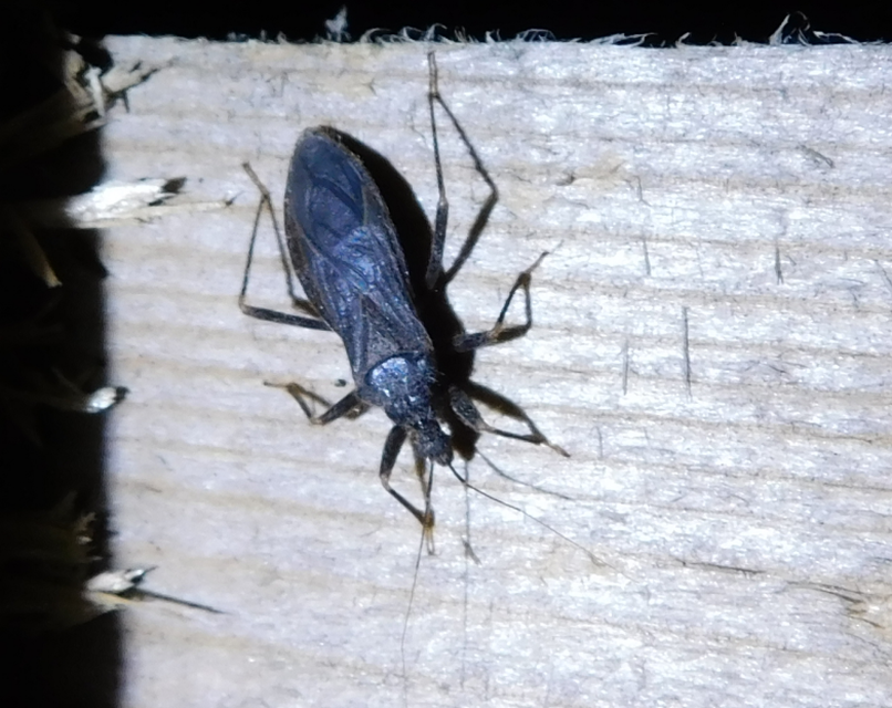 Reduvius personatus - szemetes zugpoloska