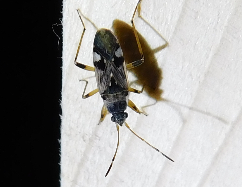 Beosus maritimus - homoki bodobács