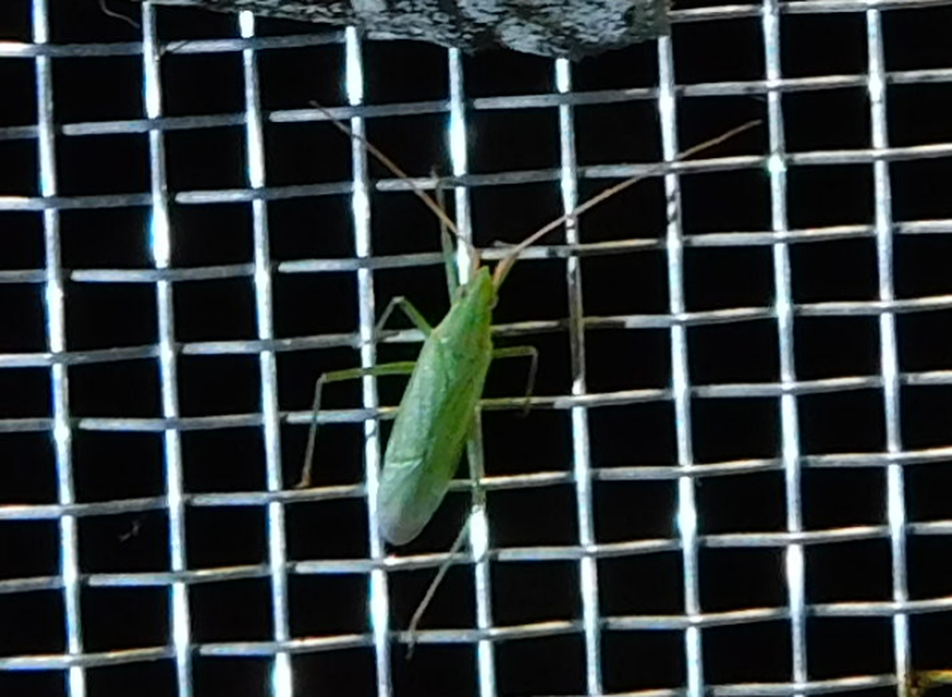 Trigonotylus