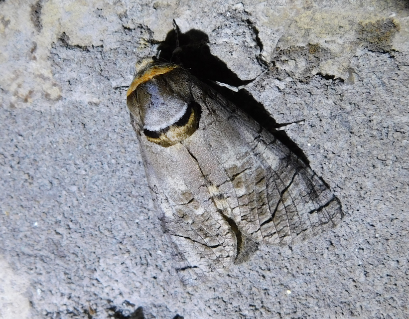 fűzfarontólepke - Cossus cossus