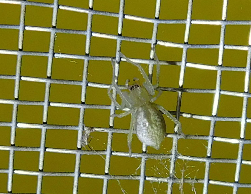 Cheiracanthium