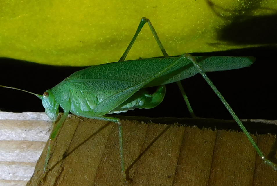 Phaneroptera nana - pontozott repülőszöcske