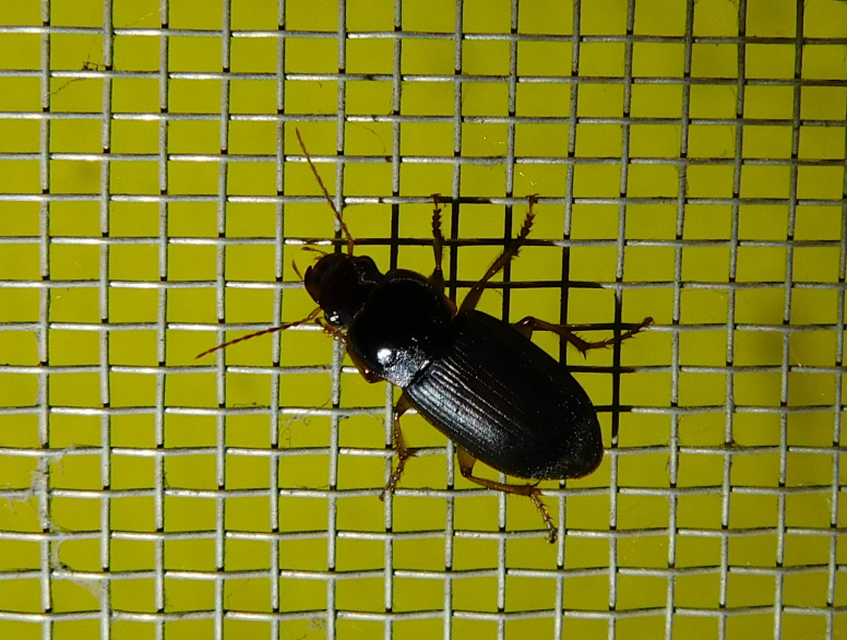 Harpalus griseus - kis selymesfutó