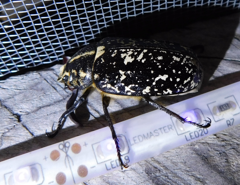 Polyphylla fullo - csapó cserebogár