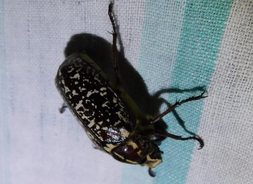 Polyphylla fullo - csapó cserebogár