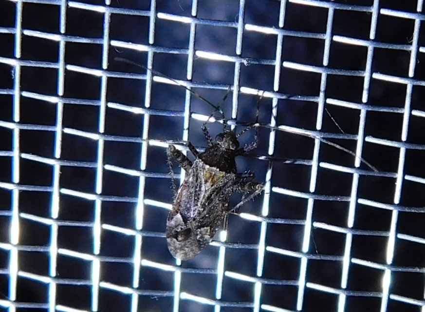 Phytocoris