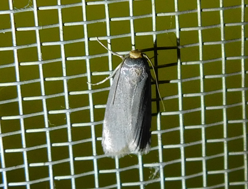 Achroia grisella - kis viaszmoly
