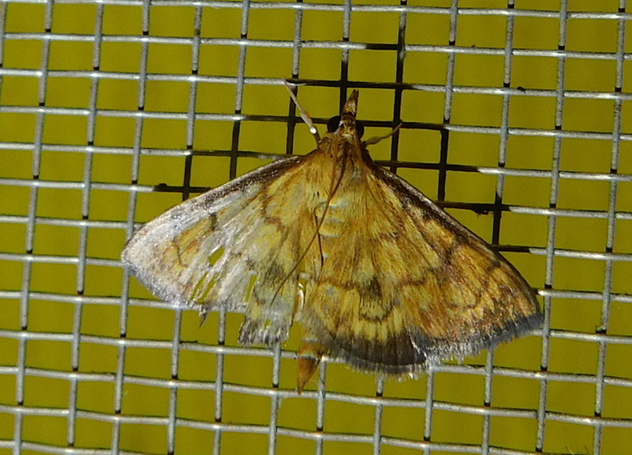 Ecpyrrhorrhoe rubiginalis - rozsdavörös tűzmoly