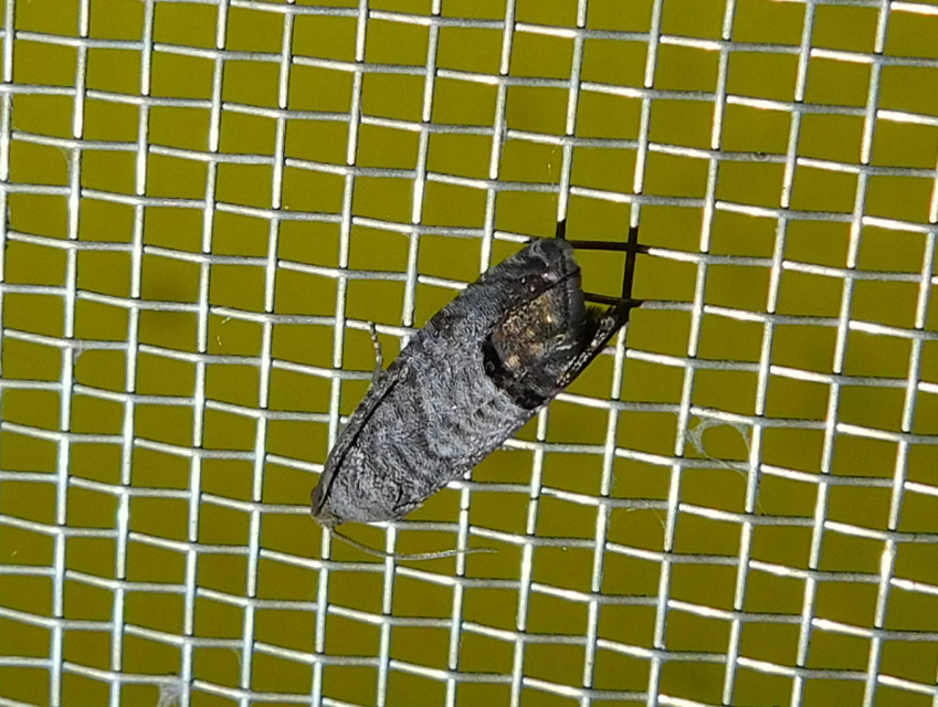 Cydia pomonella - almamoly