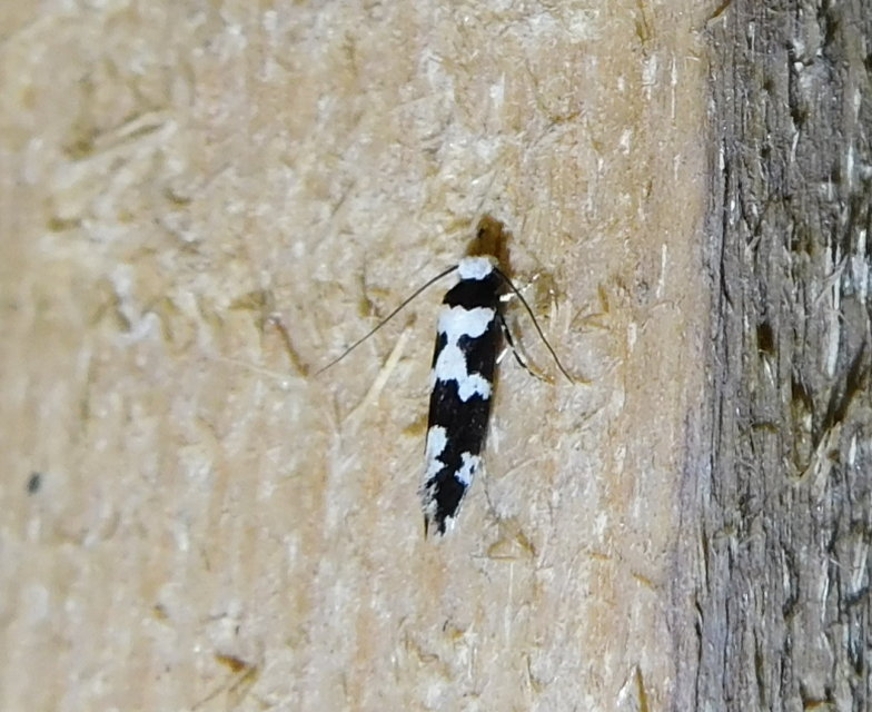 Neurothaumasia ankerella - magyarmoly