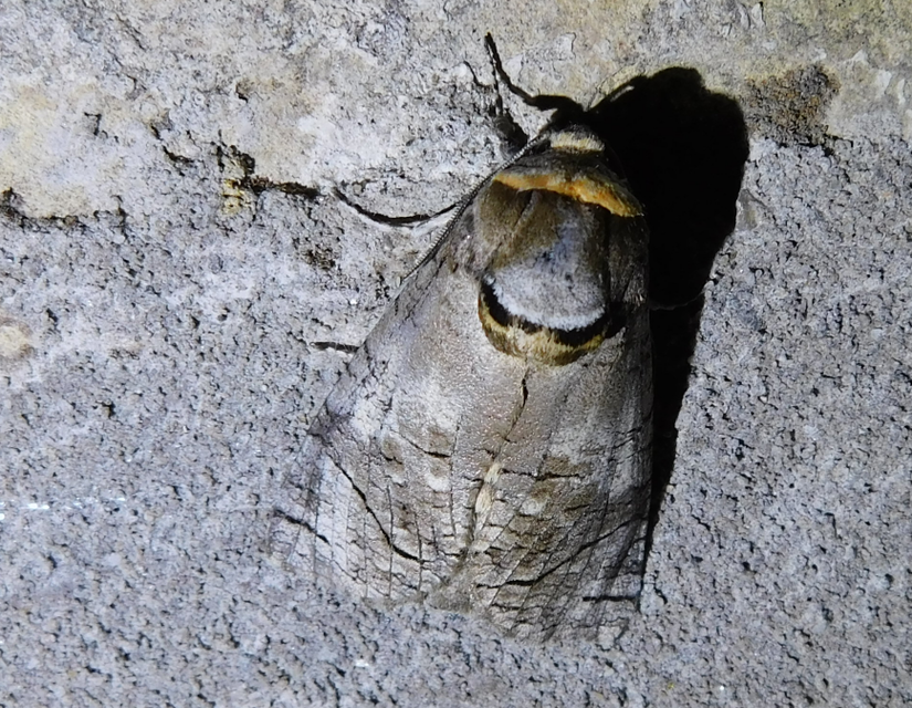 Cossus cossus - fűzfarontólepke