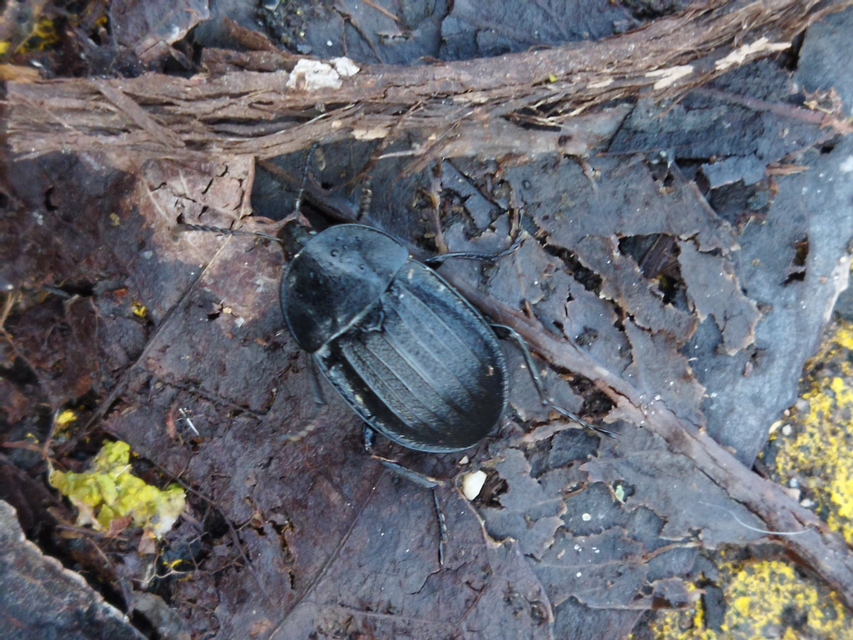 Phosphuga atrata - bordás csigarabló