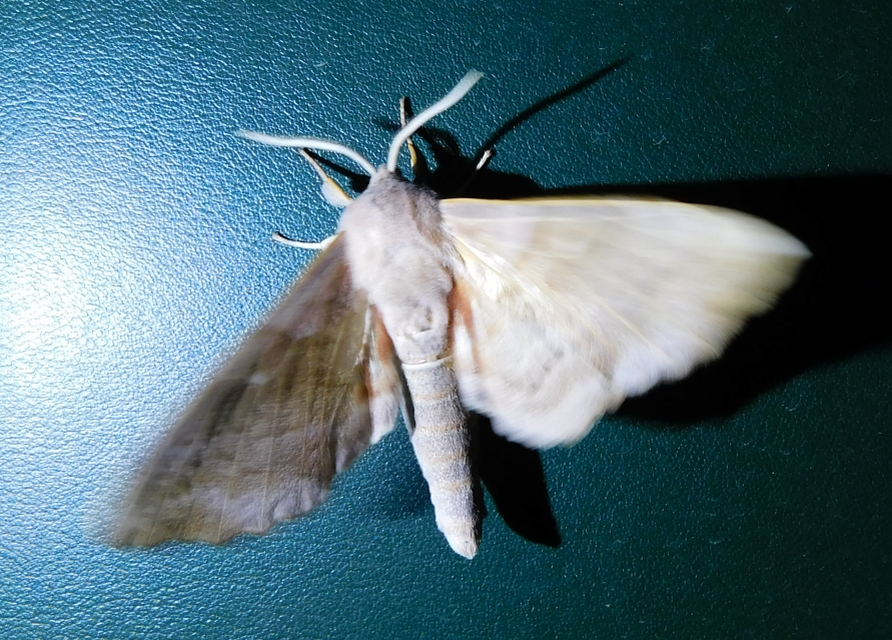 Laothoe populi - nyárfaszender