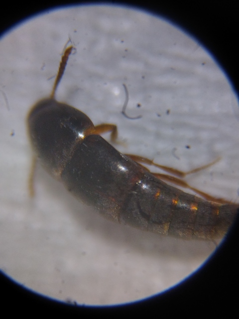 Sepedophilus testaceus - szurokszínű pihésholyva Sepedophilus testaceus - szurokszínű pihésholyva