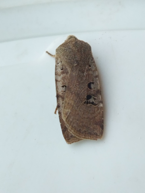 Conistra rubiginosa - szürke télibagoly