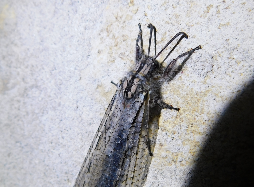 Acanthaclisis occitanica - pusztai hangyaleső