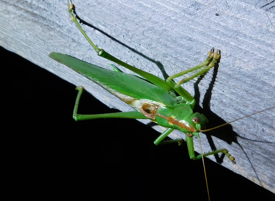 Tettigonia viridissima - zöld lombszöcske