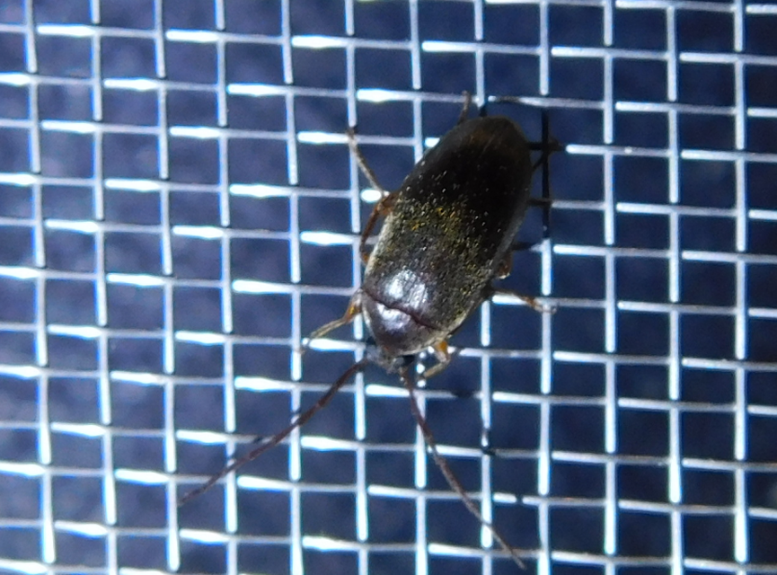 Hymenalia rufipes - rőtlábú alkonybogár