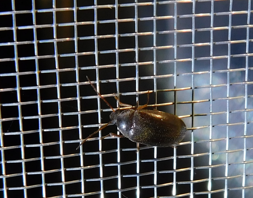 Hymenalia rufipes - rőtlábú alkonybogár