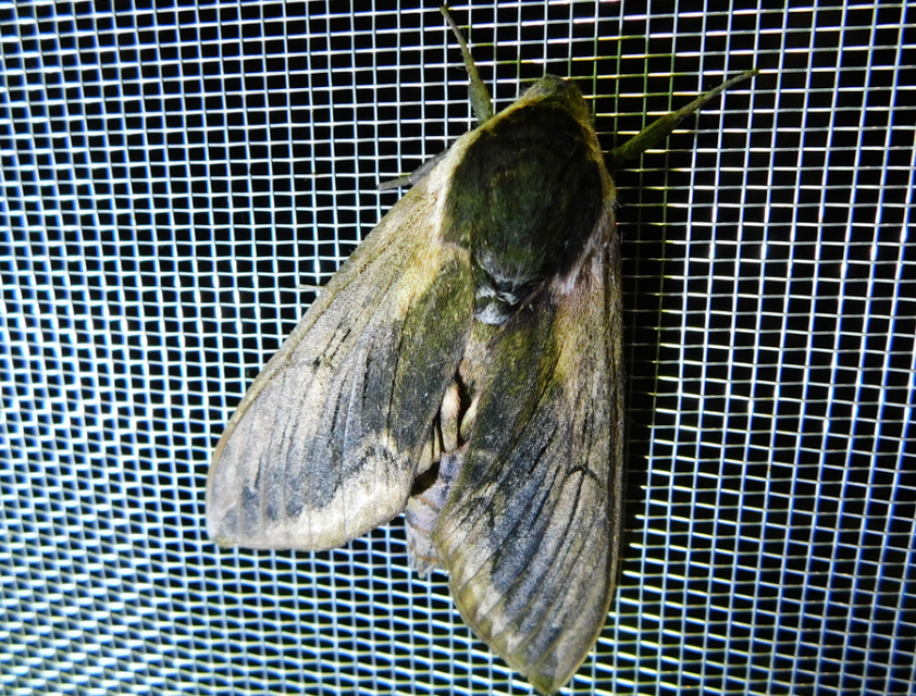 Sphinx ligustri - fagyalszender