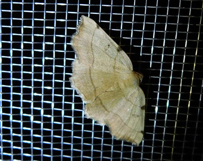 Eilicrinia trinotata - háromjegyű araszoló