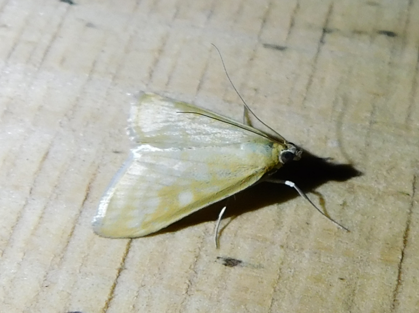 Sitochroa verticalis - világossárga dudvamoly