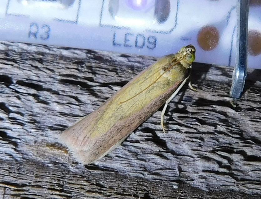 Oncocera semirubella - lucernamoly