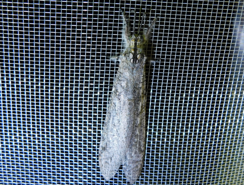 Acanthaclisis occitanica - pusztai hangyaleső