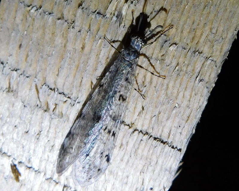 Distoleon tetragrammicus - négyfoltos hangyaleső
