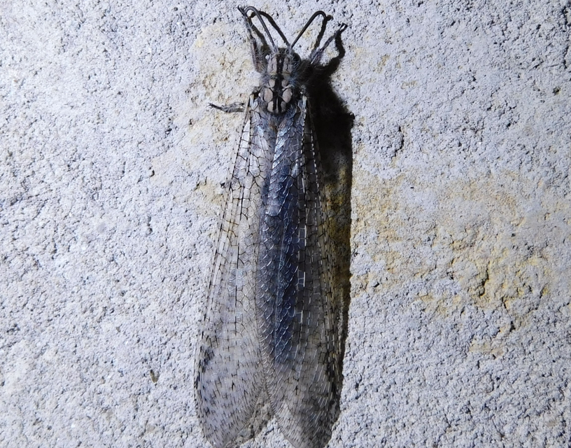 Acanthaclisis occitanica - pusztai hangyaleső