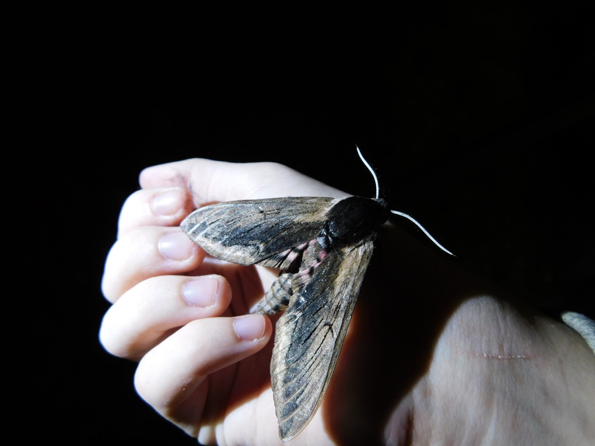 Sphinx ligustri - fagyalszender