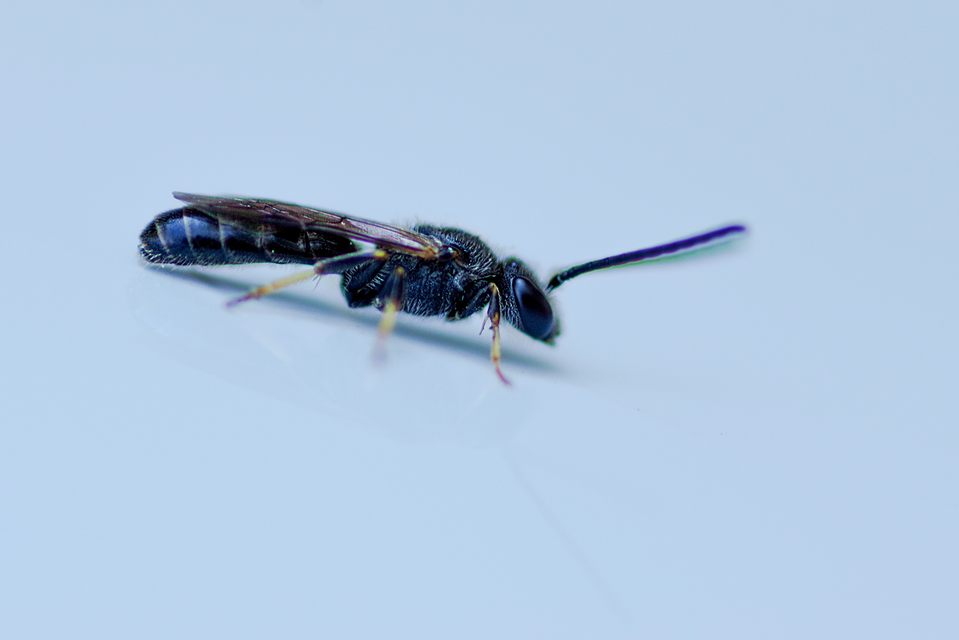 Lasioglossum