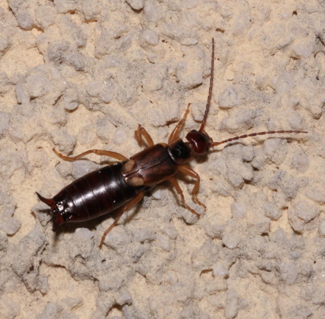 Forficula auricularia - közönséges fülbemászó