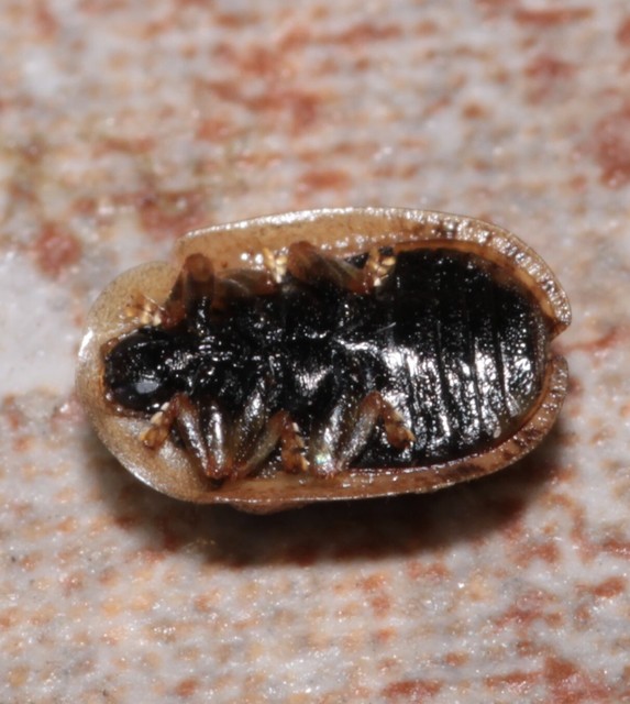 Hypocassida subferruginea - közönséges bordáspajzsbogár