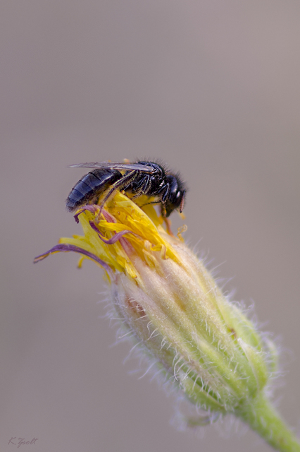 Panurgus calcaratus