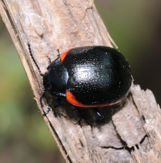 Chrysolina rossia - trapézhátú szegélyeslevelész