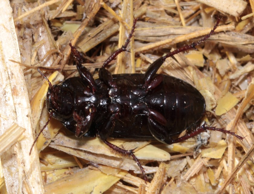 Zabrus tenebrioides - gabonafutó
