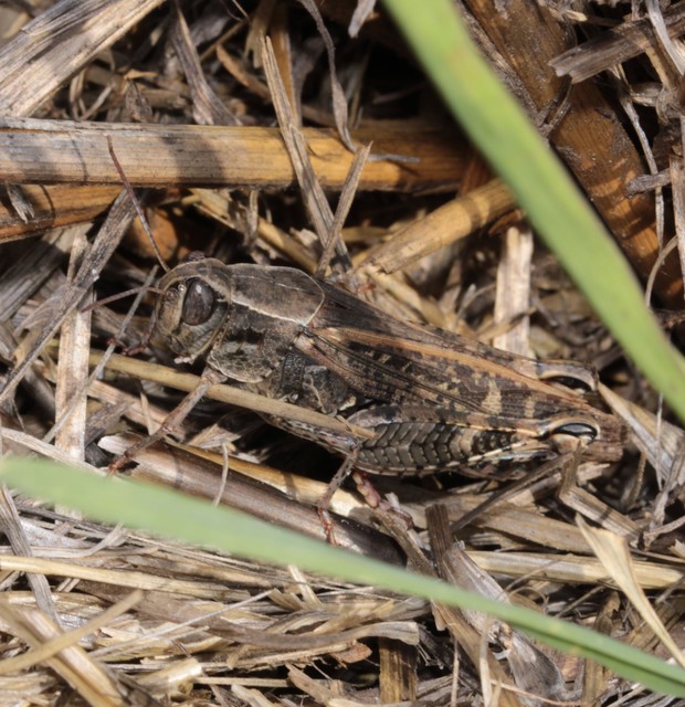 Calliptamus italicus - olaszsáska
